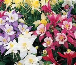 Columbine Aquilegia vulgaris Flower Seeds for Planting in Home Garden