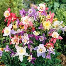 Columbine Aquilegia vulgaris Flower Seeds for Planting in Home Garden