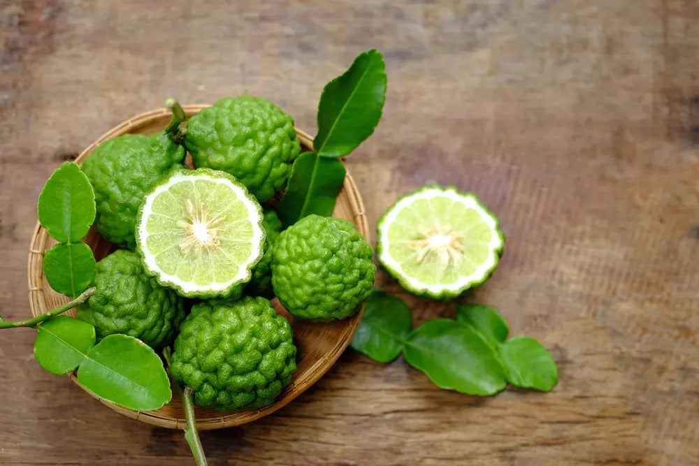 Kaffir Lime (Citrus hystrix)