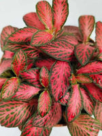 Red Fittonia Verschaffeltii Plant Seeds for Planting - Non GMO & Heirloom Seeds Dhara Seeds
