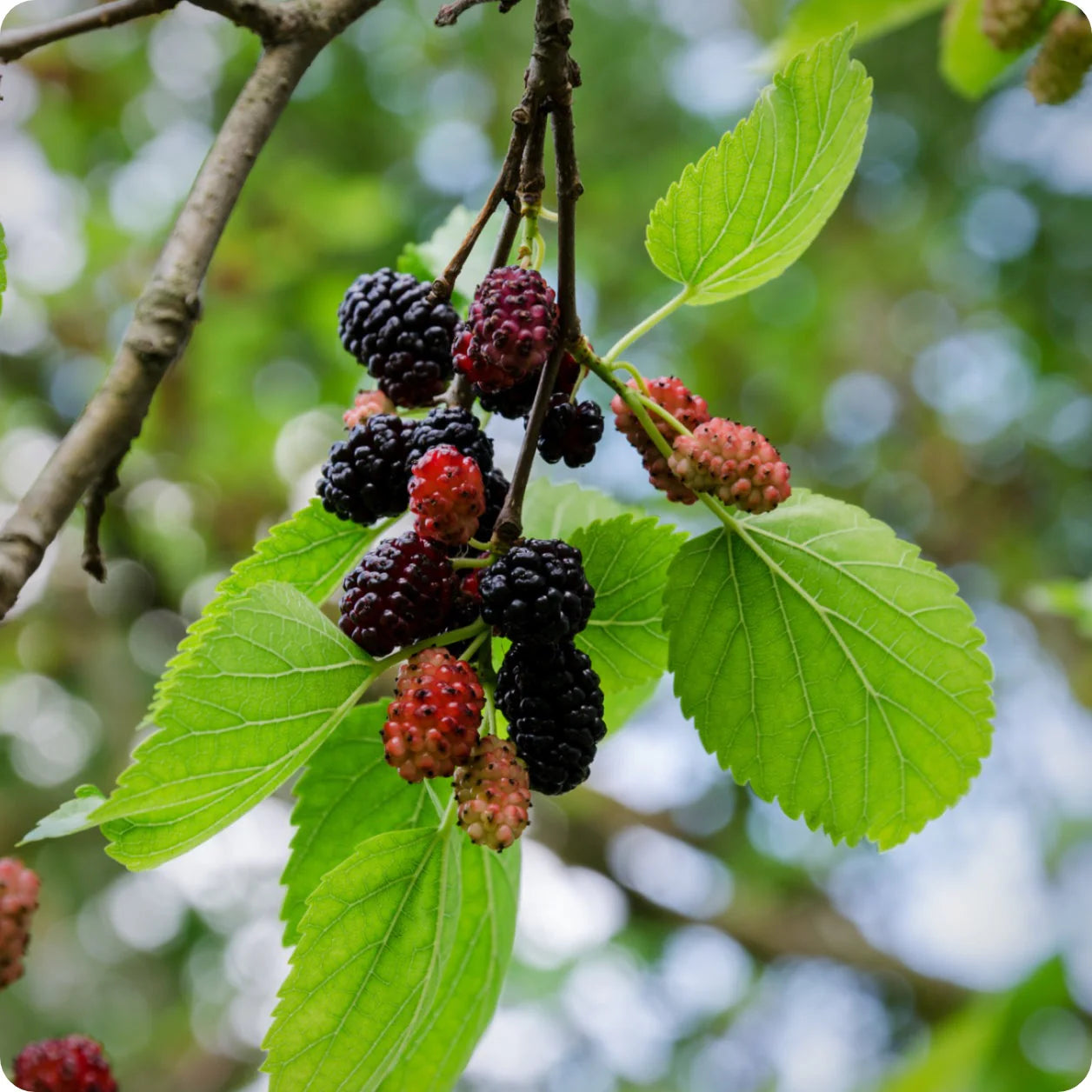 Mulberry Tree Seeds - Grow Your Own Fruitful Mulberry Tree at Home