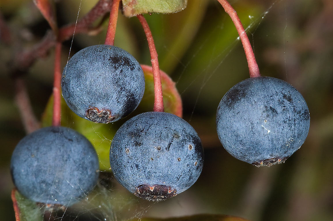 Farkleberry (Vaccinium arboreum)