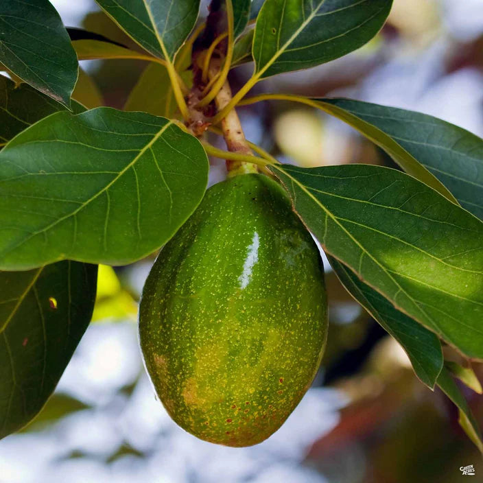 Zutano Avocado Fruit Seeds for planting – Grow Avocados in Cooler Climates, Heirloom seeds