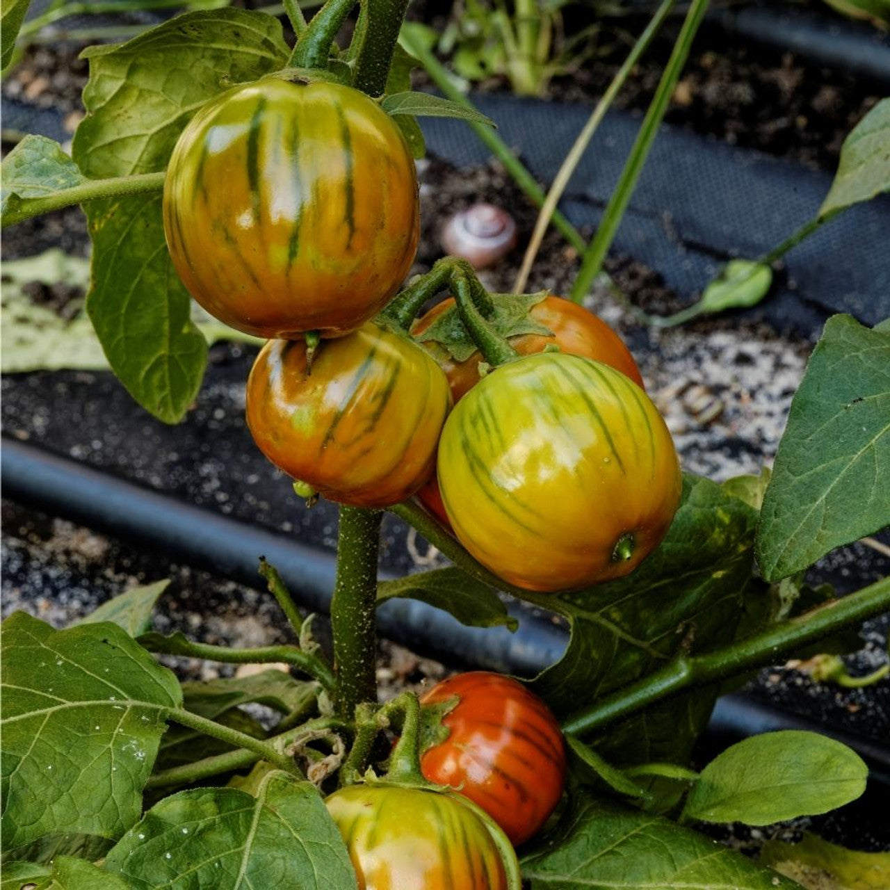Egg Plant Sweet Fruit Seeds for Planting - Orange Color Variety, Premium Seeds, GMO Free