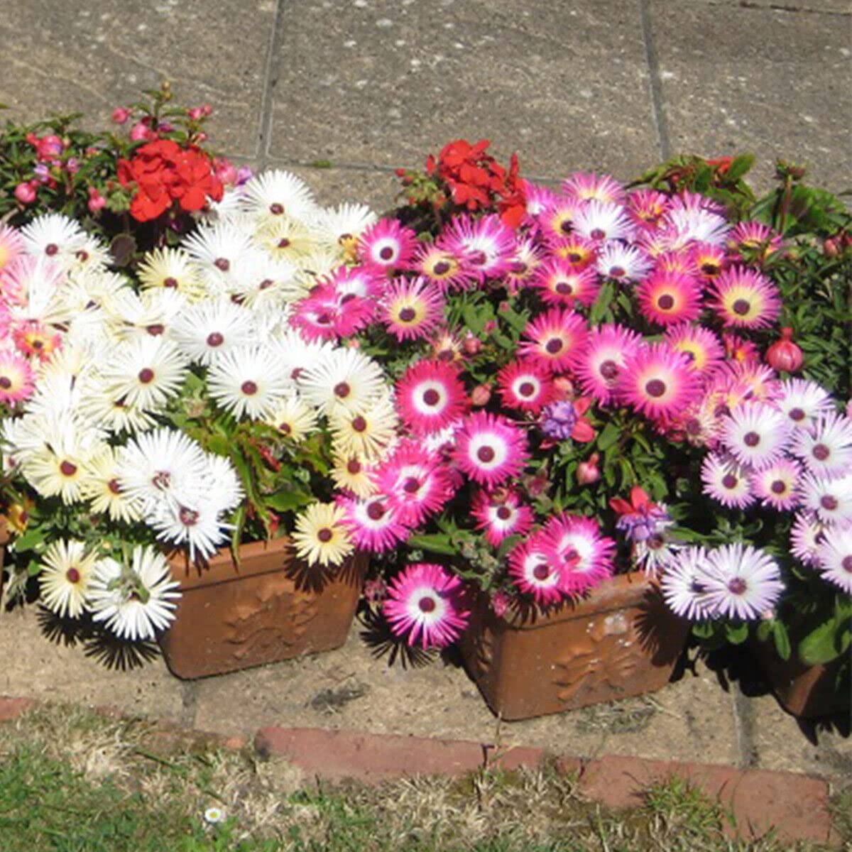 Daisy Bellis perennis Flower Seeds for Borders and Pots