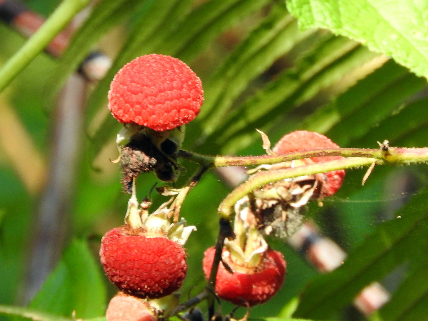 Thimbleberry Fruit Seeds for Planting - Growing Tangy and Tart Wild Berries, Heirloom & Non-GMO Seeds