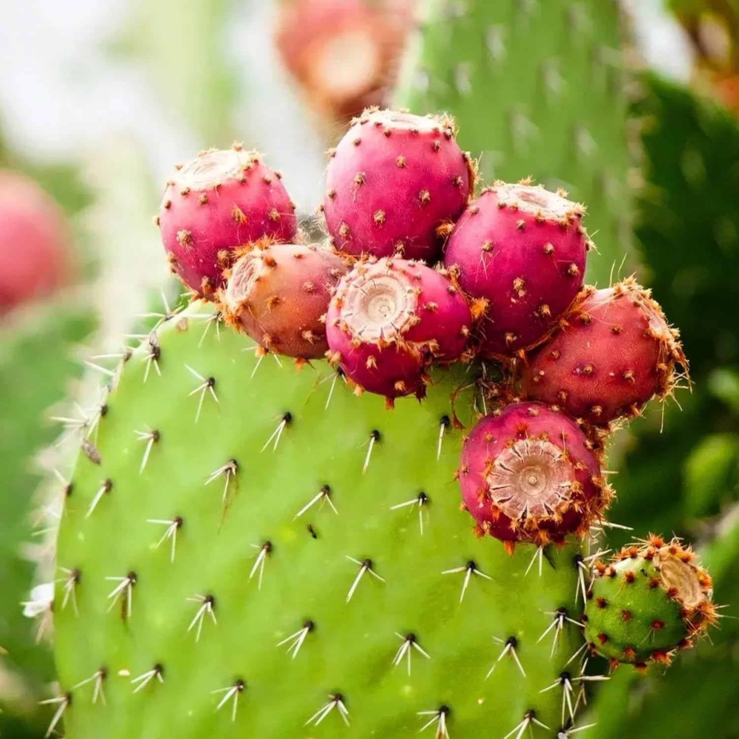 Opuntia Ficus-Indica Plant Seeds for Planting - Hardy, Sweet Cactus Fruit, Heirloom and GMO Free Seeds