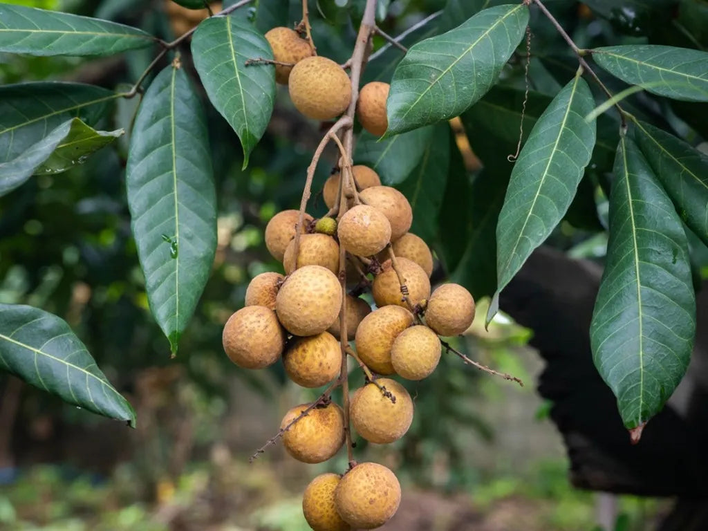 Longan Fruit Seeds for Planting, A Delicious Tropical Fruit Tree