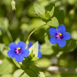 Petite seedling sprouting for evening fragrant blooms

