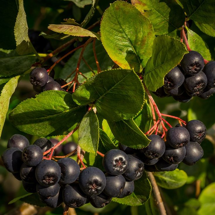 Chokeberry (Aronia melanocarpa)