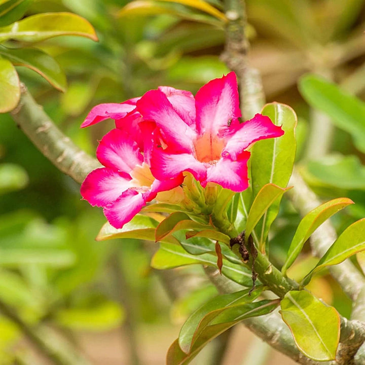 Adenium Flower Seeds for Planting - 100