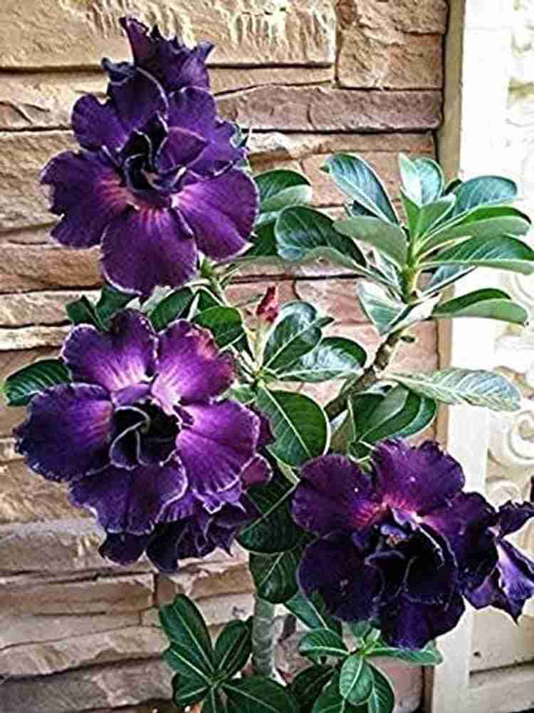 Desert Rose White Adenium obesum flower seeds for planting in indoor pots or home garden