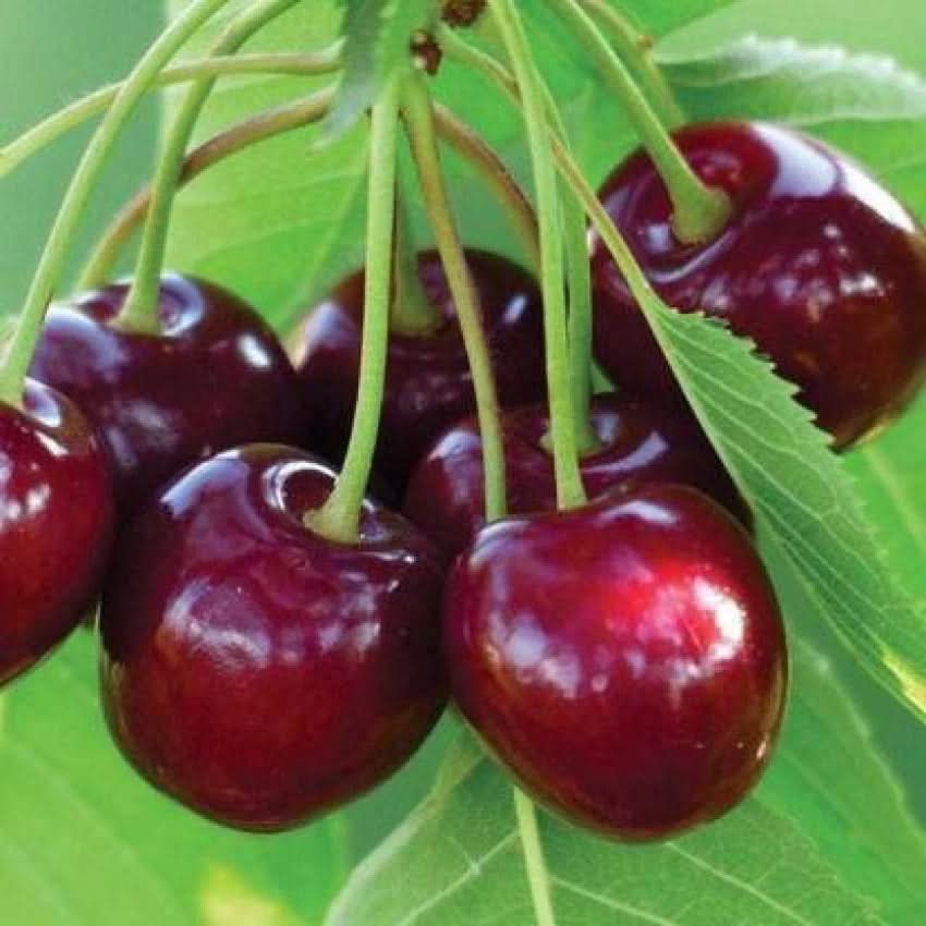 Barry’s Cherry Fruit Seeds for Cultivating Sweet, Juicy Cherries