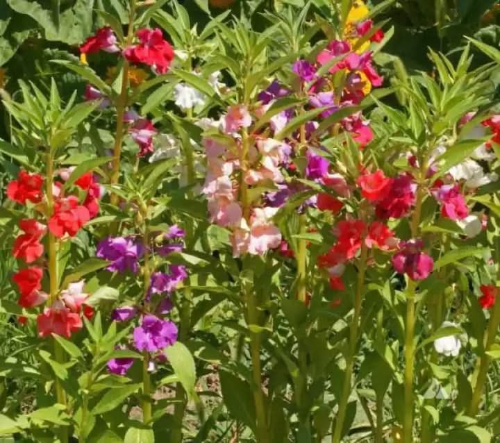 Balsamine Flower Seed for Planting 100 - Flower for planting in home garden