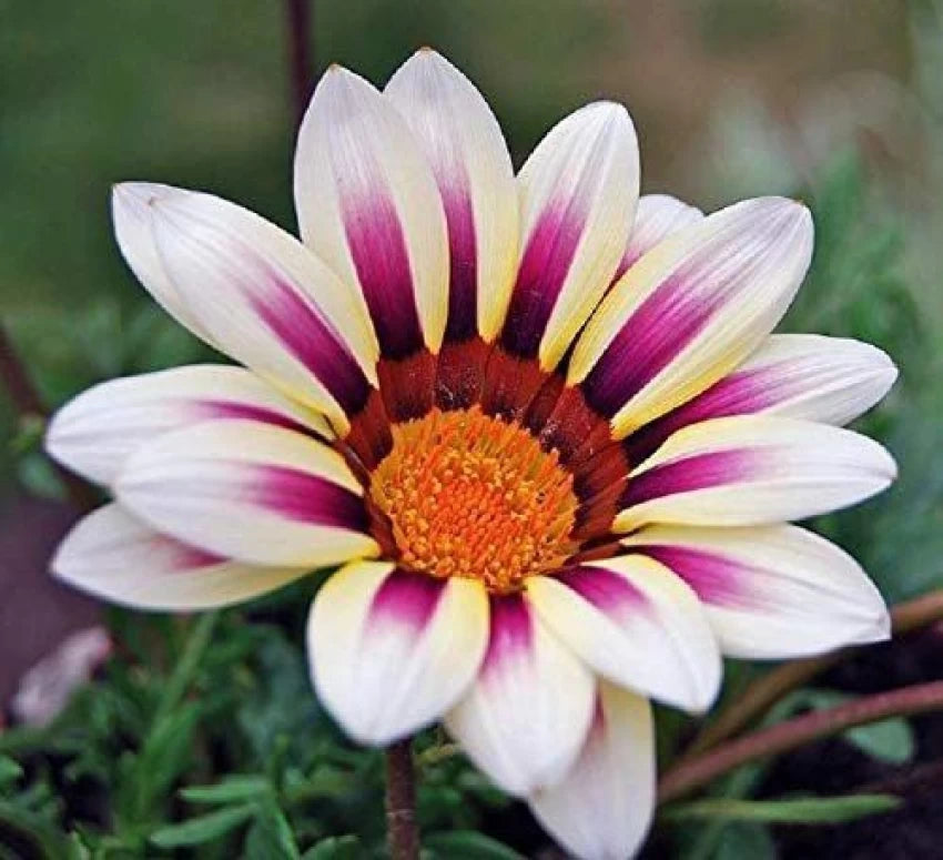 White Purple Gazania Seeds for Planting – Organic, Heirloom, Non-GMO Flower Seeds seeds for planting in home garden