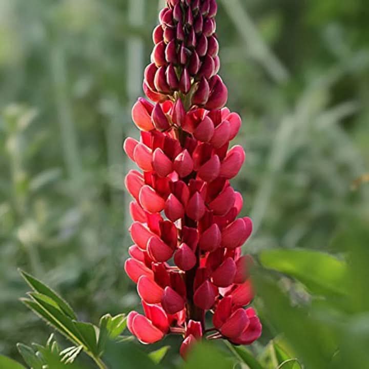 Russell Flower Seeds for Planting – Colorful Lupine Blooms for Cottage and Wildflower Gardens