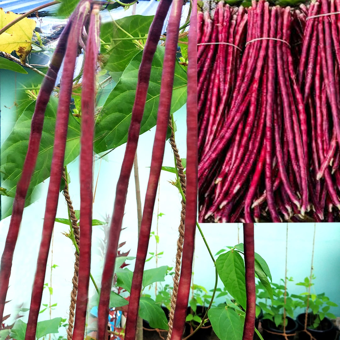 Violet Beans Seeds for Planting - heirloom & Non-GMO Seeds