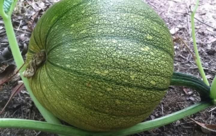 Jack-o’-lantern Pumpkin Vegetable Seeds for Planting – Heirloom, Non-GMO, Perfect for Halloween