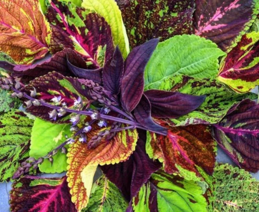 Coleus Pinto Mix Seeds