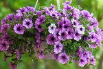 Heirloom Purple Calibrachoa Flower Seeds for Planting – Non-GMO, Vibrant Blooming Flower Seeds Dhara Seeds