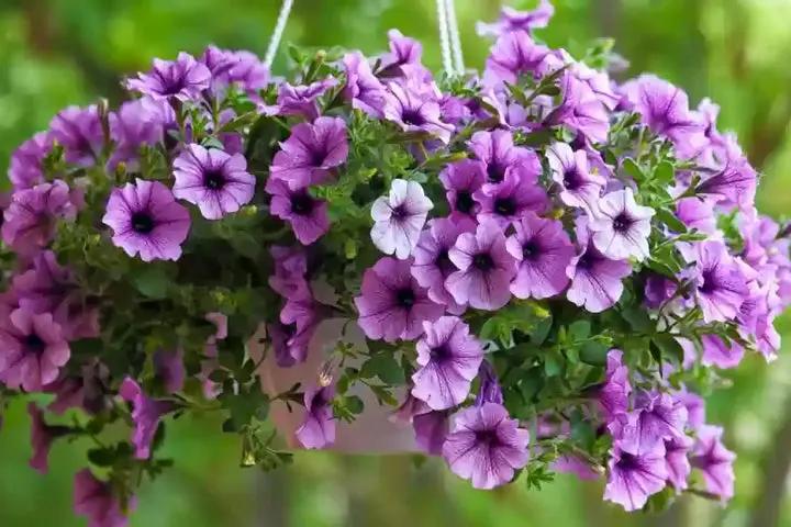 Heirloom Purple Calibrachoa Flower Seeds for Planting – Non-GMO, Vibrant Blooming Flower Seeds Dhara Seeds