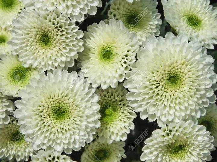 Green White Chrysanthemum Flower Seeds for Planting – NON GMO Seeds Dhara Seeds