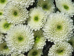Green White Chrysanthemum Flower Seeds for Planting – NON GMO Seeds Dhara Seeds