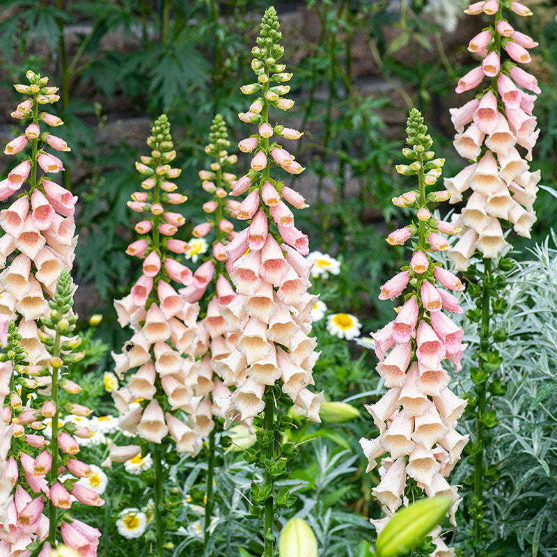 Foxglove Seeds - Dalmatian Peach Seeds