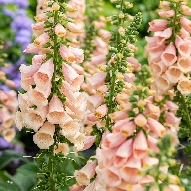 Digitalis Dalmatian Peach