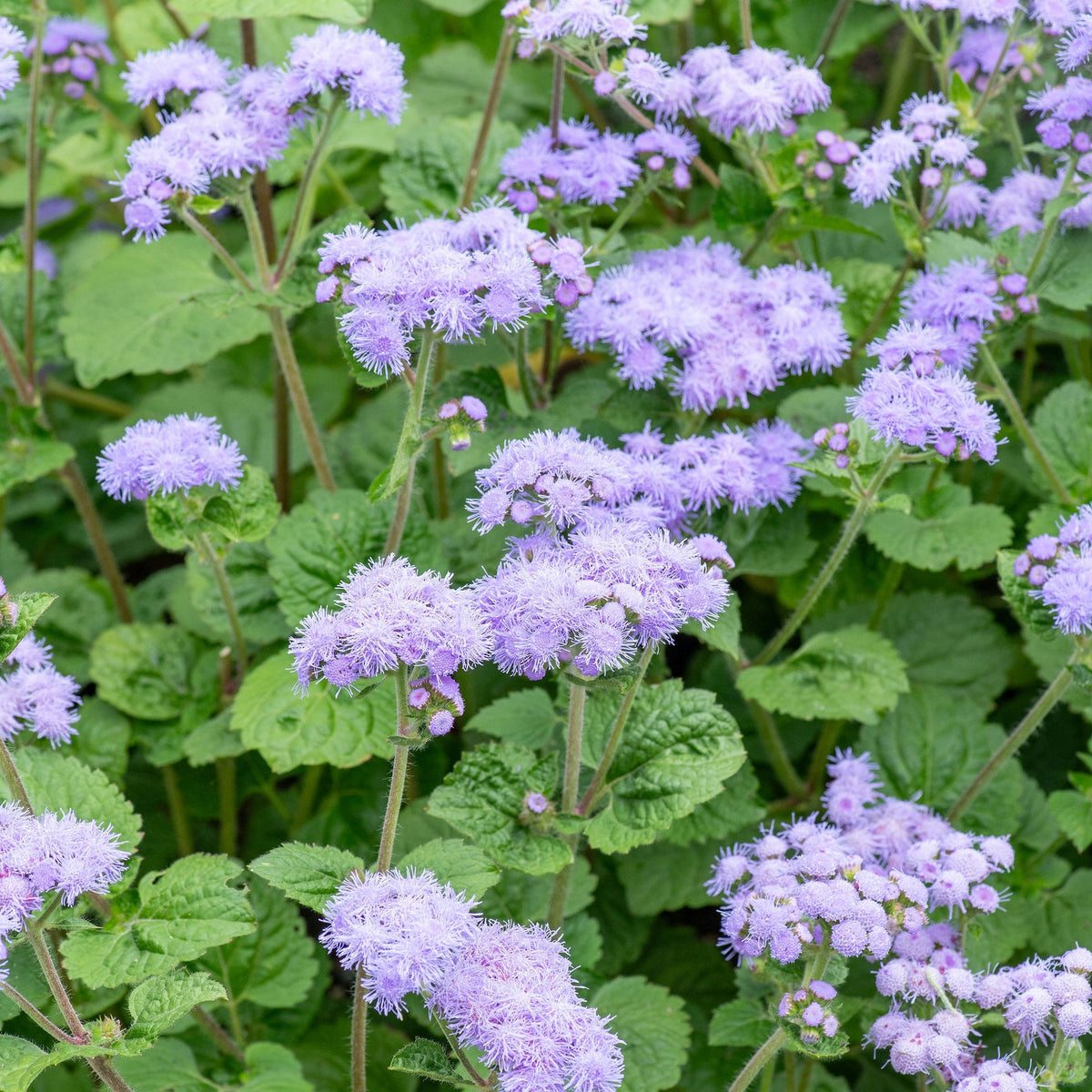 Violet Ageratum Flower Seeds for Planting - Heirloom & Non-GMO garden seeds for planting in your garden.