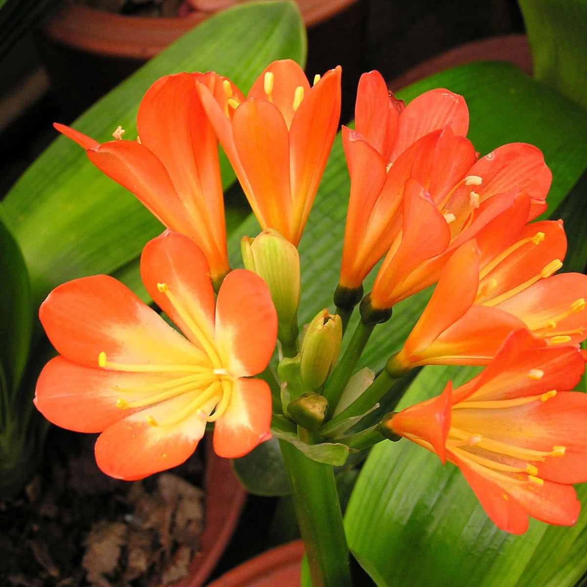 Clivia Miniata Flower Seeds for Planting in indoor pots or shaded home garden spots