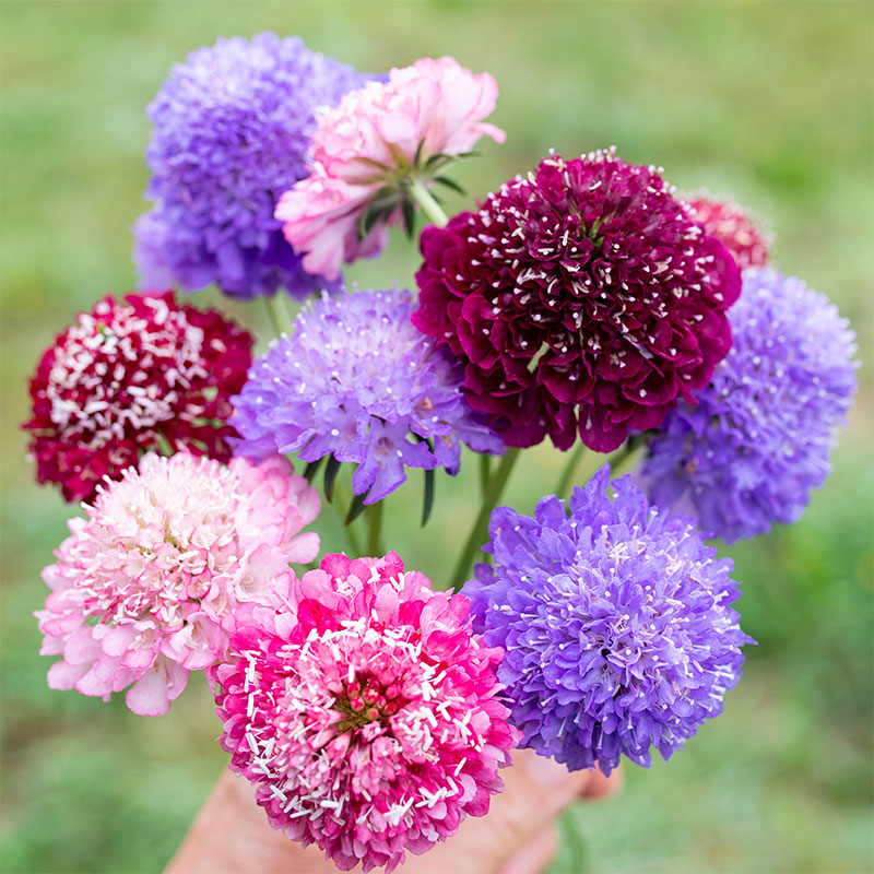 flowers high quality flower seeds for growing vibrant and colorful blooms in home gardens and landscapes organic flowers premium organic flower seeds for sustainable gardening and beautiful blossoms suitable for all climates