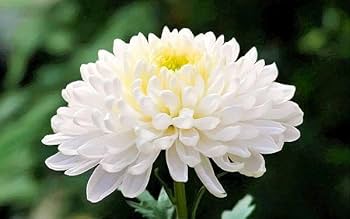 Chrysanthemum Chrysanthemum morifolium Flower Seeds for Planting in Backyard Garden