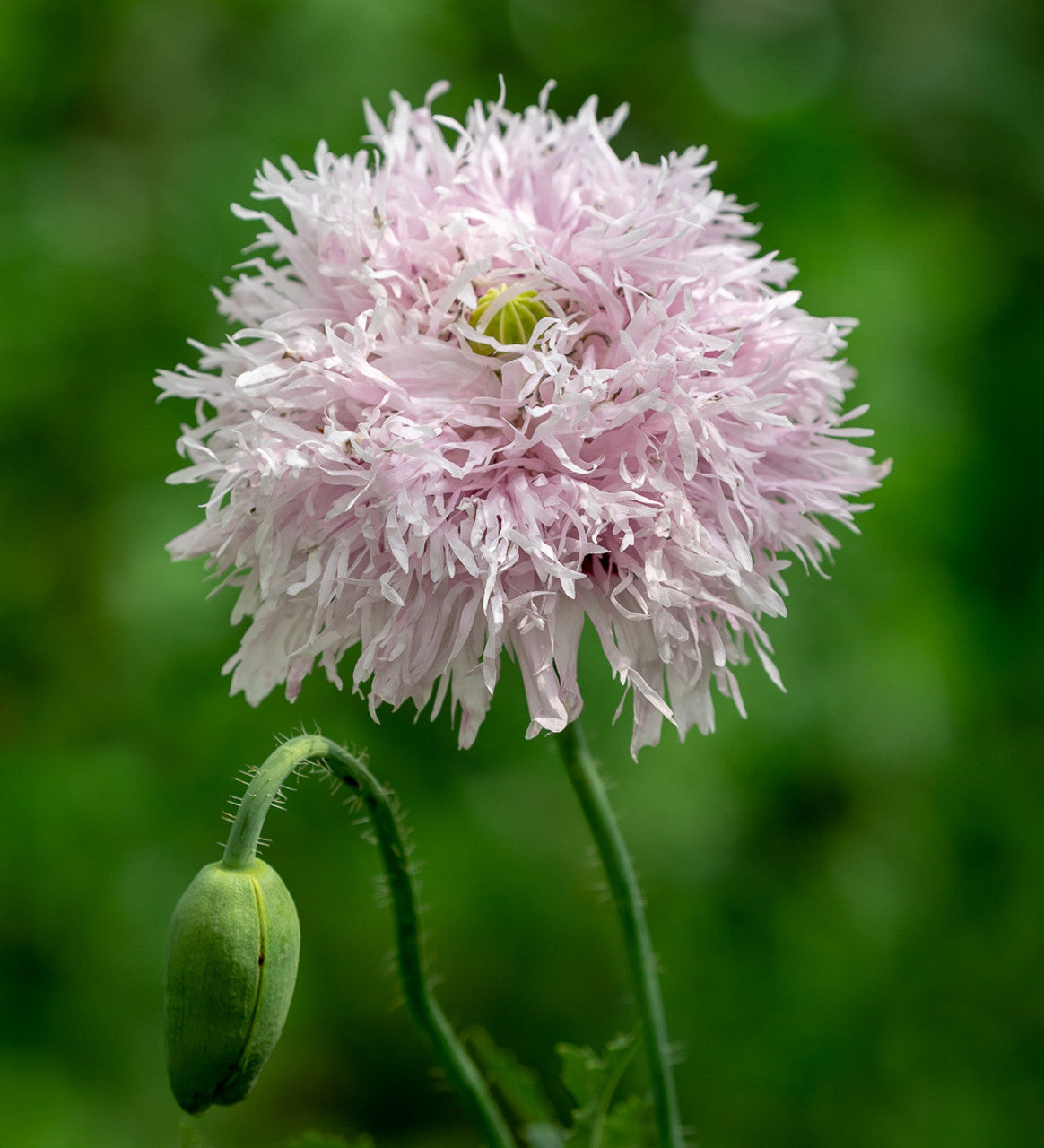 Poppy Seeds - Lilac Pompon