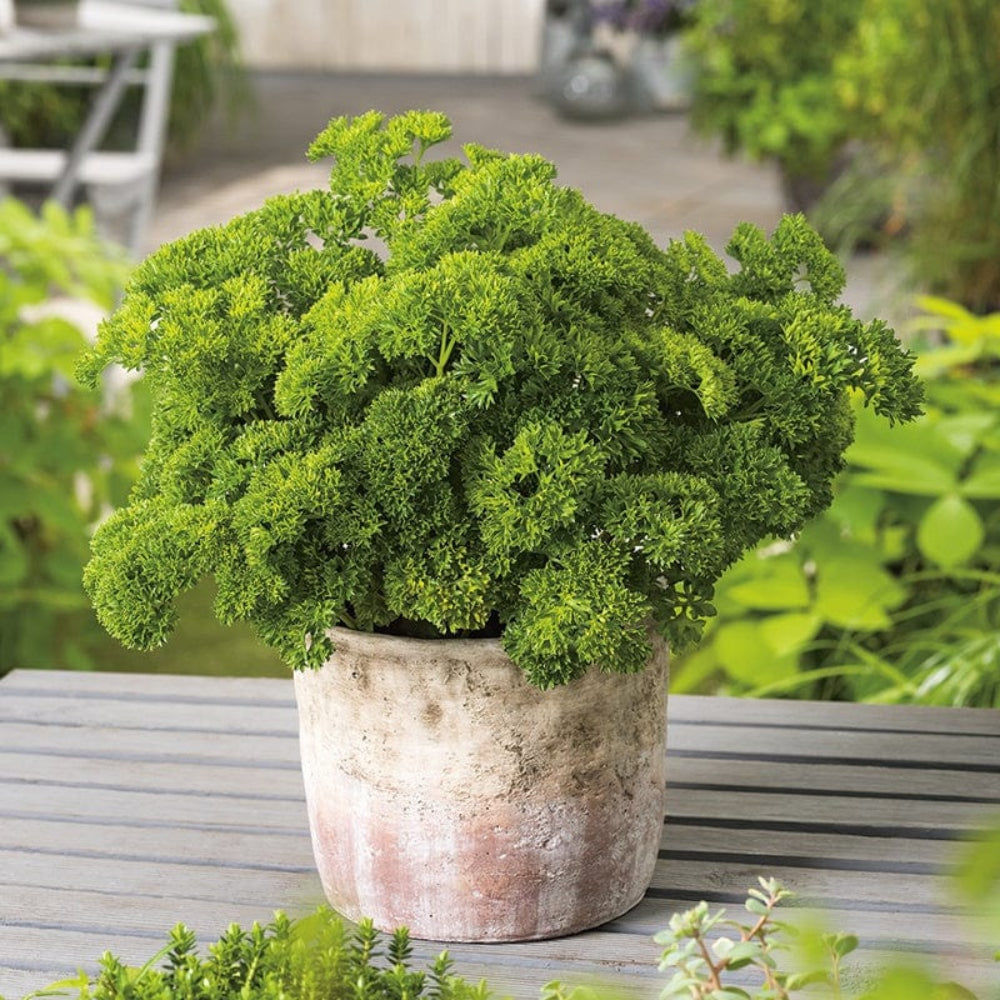 Curled Parsley Petroselinum crispum Seeds for Planting herb bed container garden