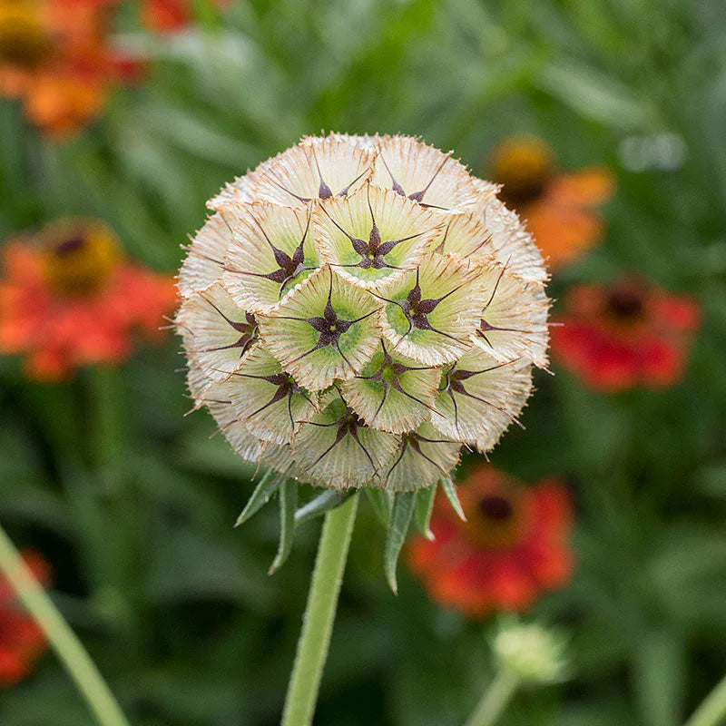 Scabiosa Drumsticks