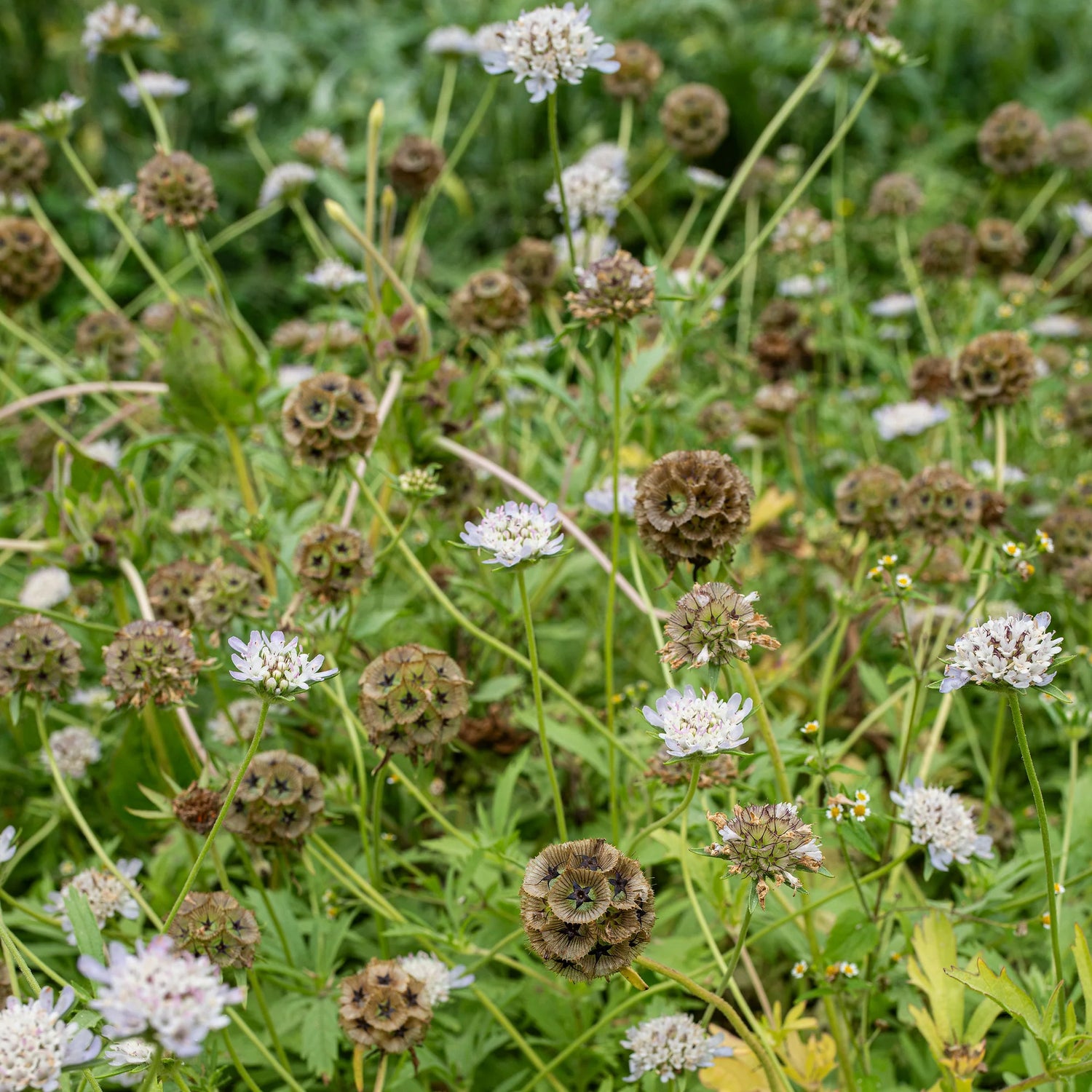 Scabiosa Drumsticks