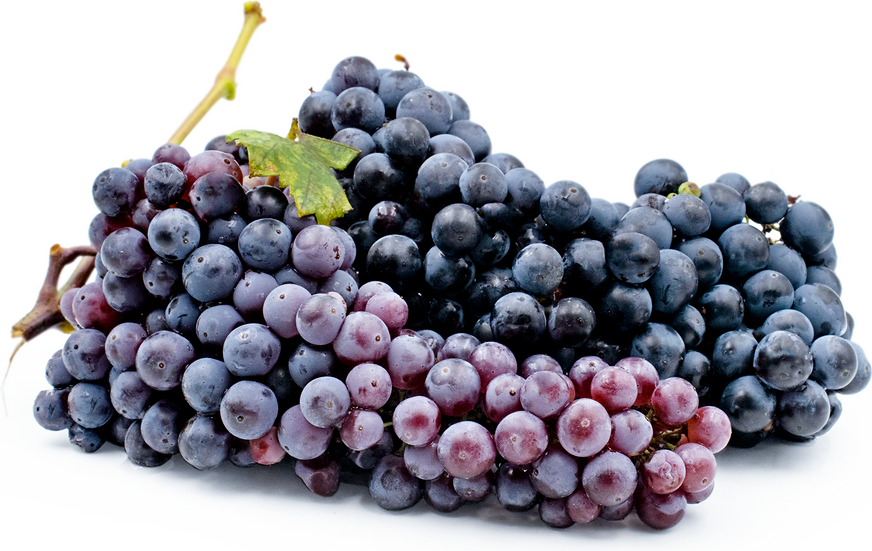 Zinfandel Grape Vine Seeds (Vitis vinifera / Common Name: Zinfandel Grape)