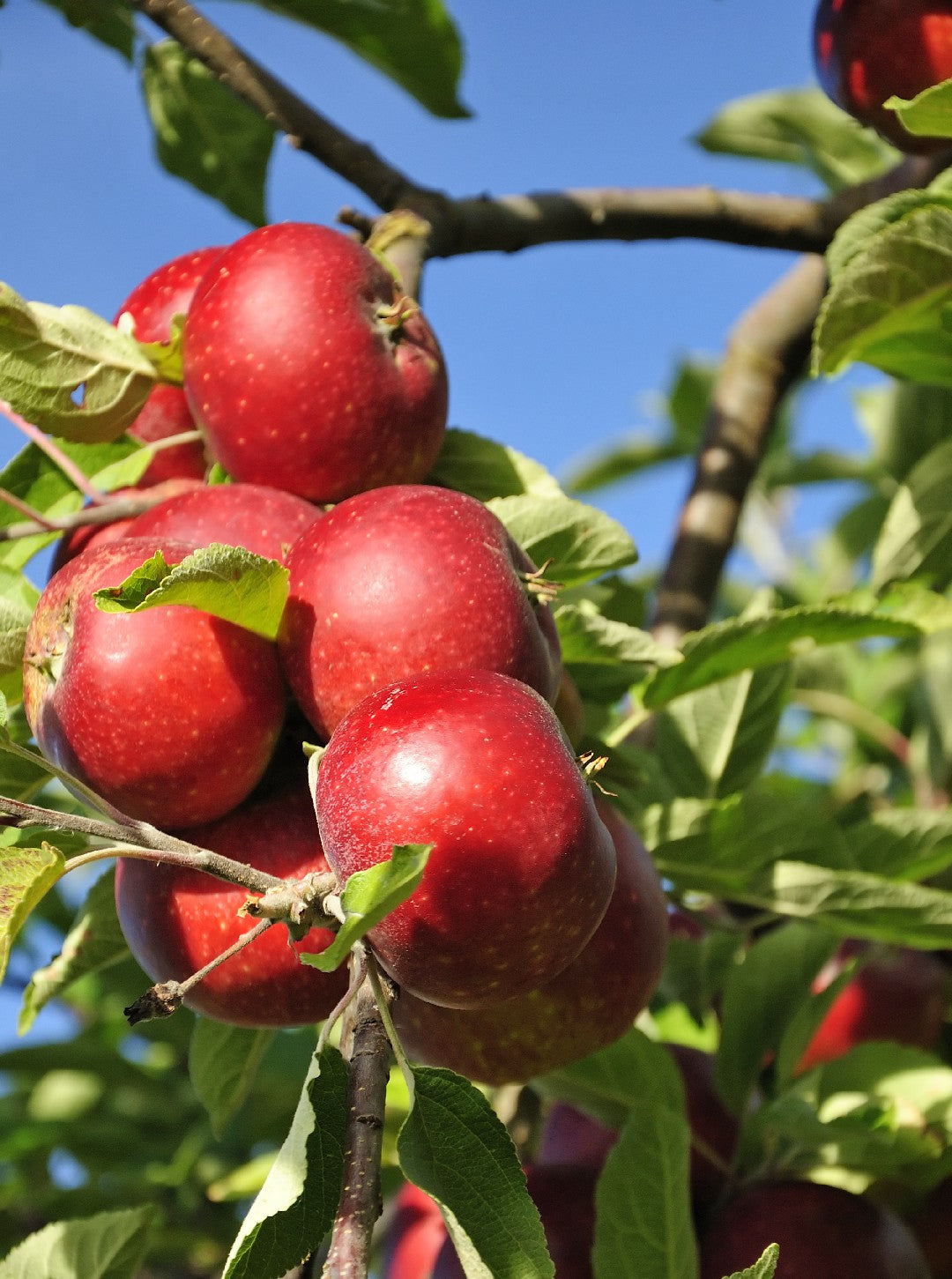 Discovery Apple (Malus domestica)