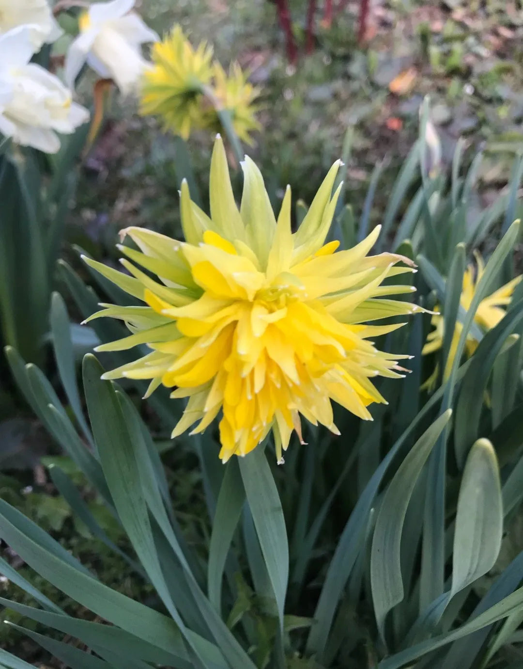 Narcissus Rip Van Winkle Daffodil Seeds