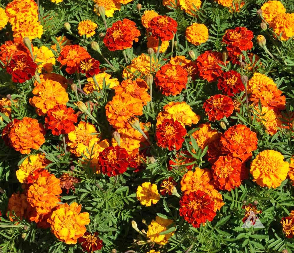 Tagetes Sparky Marigold Flower Seeds (Tagetes patula) for Mass Bedding and Border Gardens