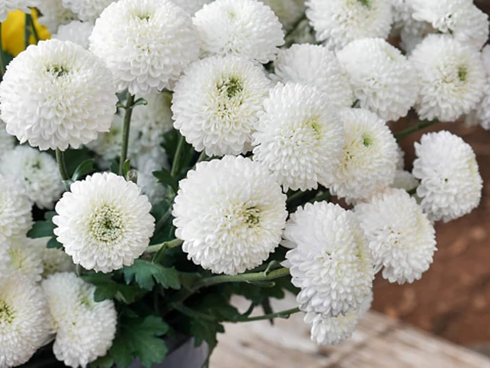 Chrysanthemum Chrysanthemum morifolium Flower Seeds for Planting in Backyard Garden
