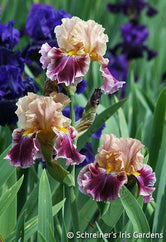 Funday Monday Tall Bearded Iris