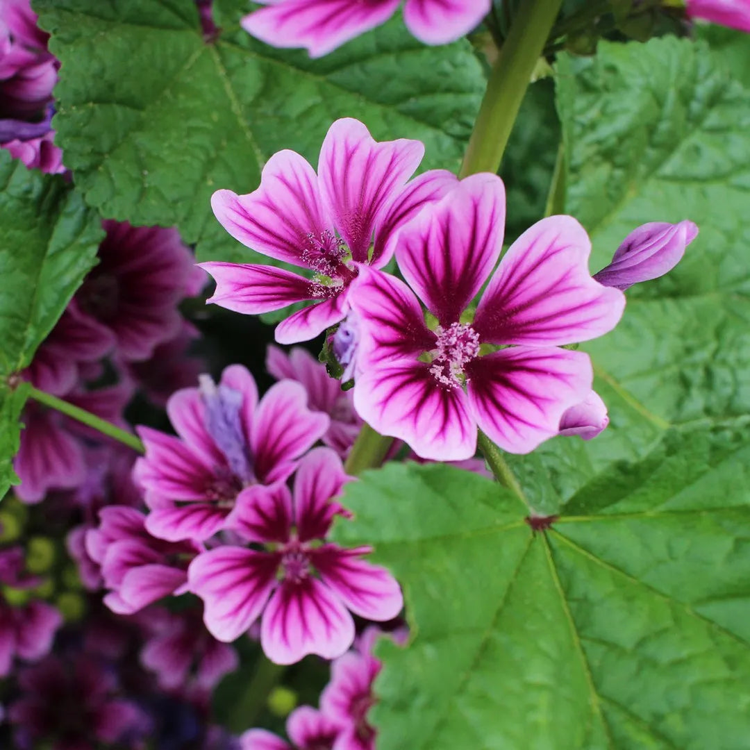 Pink Mallow Malva sylvestris flower seeds for backyard flower beds and borders