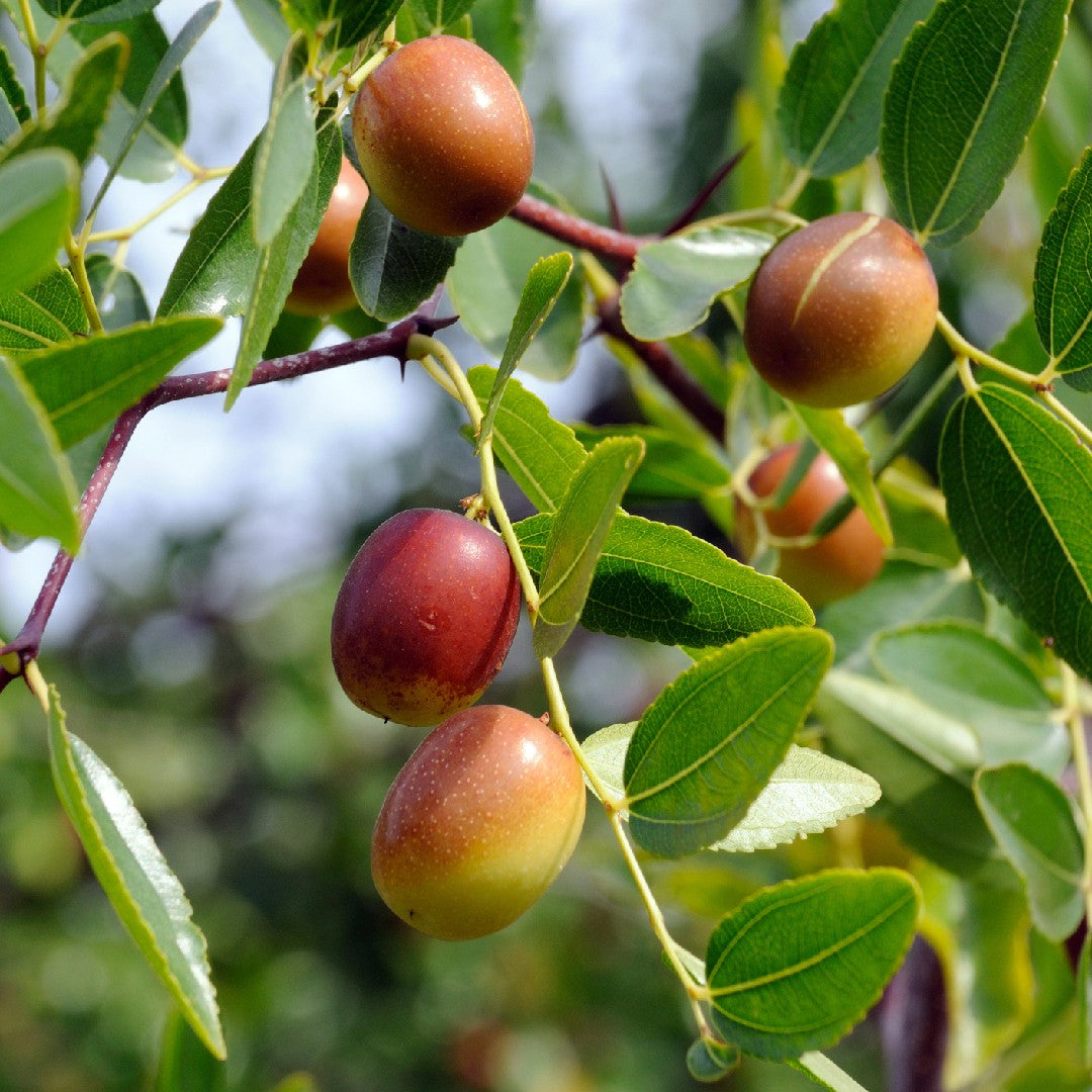 Ziziphus Jujube Fruit Seeds (Ziziphus jujuba / Common Name: Jujube, Chinese Date)