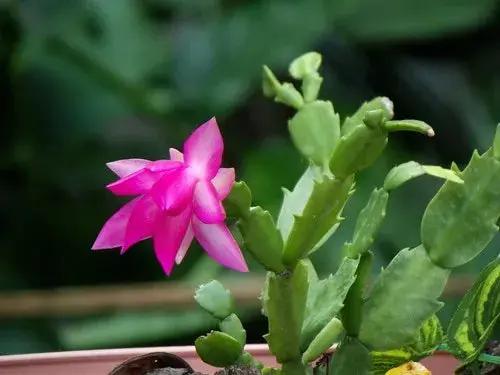 Schlumbergera Flower Seeds Light Pink for Planting, NON GMO Seeds Dhara Seeds