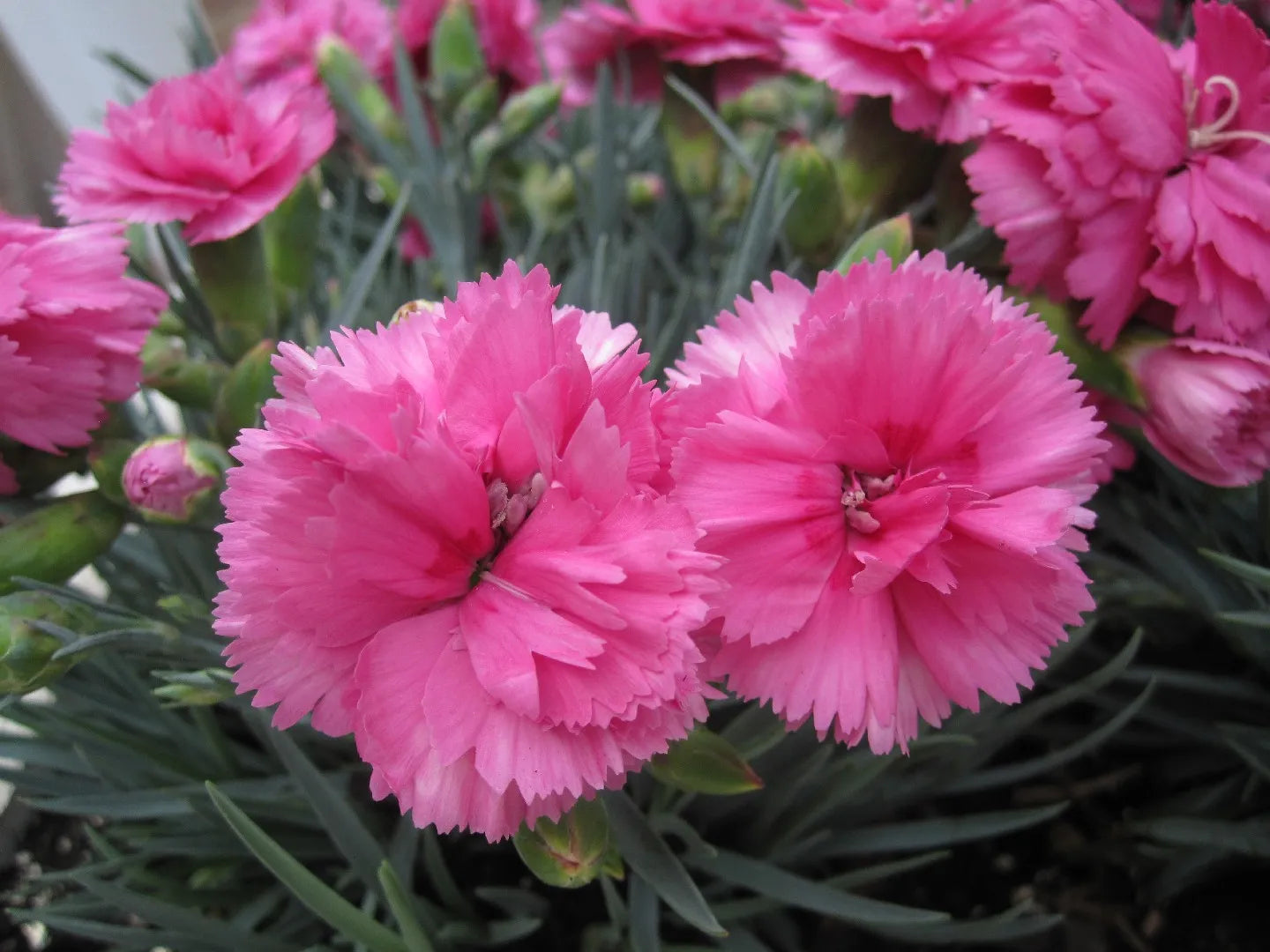 Carnation Dianthus Caryophyllus Pink Flower Seeds for Planting