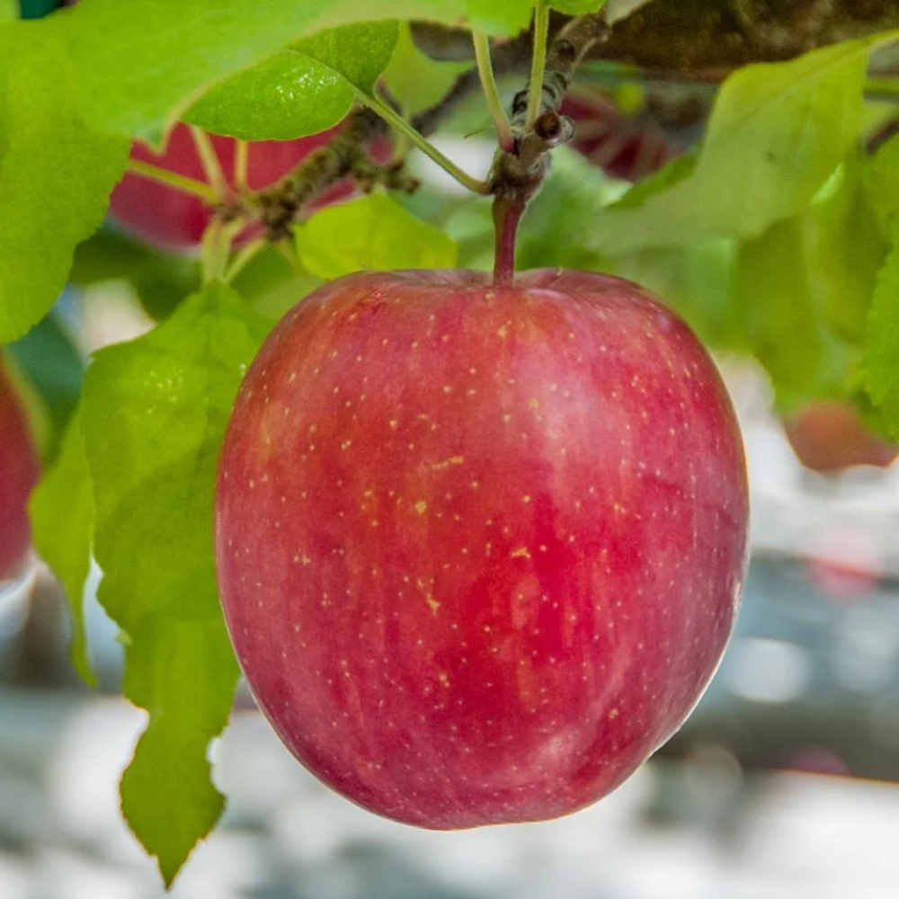 Bi-Color & Striped Apples Fruit Seeds for Planting - A Small Batch of ...
