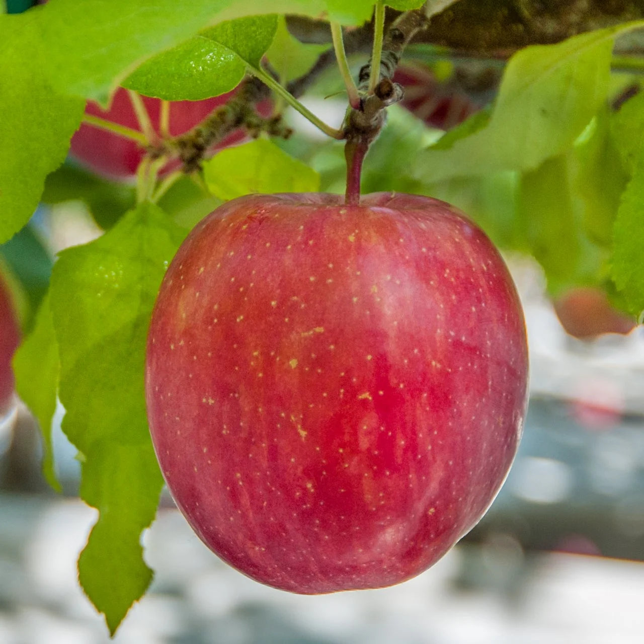 Apple Plant Seeds