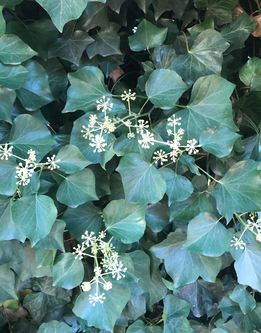 Ivy Plant Seeds for Lush, Verdant Greenery